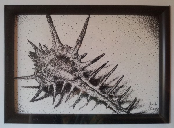 A stipple drawing of a sea shell by Josh Matz